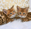 Photo №1. savannah cat - for sale in the city of Helsinki | negotiated | Announcement № 117925