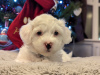 Photo №2 to announcement № 83633 for the sale of maltese dog - buy in United States private announcement