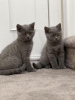 Photo №2 to announcement № 108597 for the sale of british shorthair - buy in Germany 