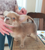 Photo №3. boy chihuahua dsh lilac standard size Moscow. Russian Federation