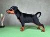 Photo №4. I will sell miniature pinscher in the city of Rüdersdorf. breeder - price - negotiated