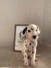 Photo №3. Spotted Dalmatian babies from the elite FULGRIM Dogs kennel. France