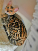 Photo №2 to announcement № 23716 for the sale of bengal cat - buy in Russian Federation from nursery