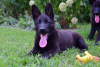 Photo №1. german shepherd - for sale in the city of Frampol | 468$ | Announcement № 28770