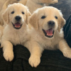 Photo №4. I will sell golden retriever in the city of Bonn. private announcement, breeder - price - 423$