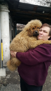 Photo №2 to announcement № 5723 for the sale of tibetan mastiff - buy in Kazakhstan breeder