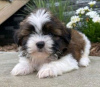 Photo №1. shih tzu - for sale in the city of Patras | 317$ | Announcement № 78594