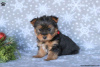 Photo №4. I will sell yorkshire terrier in the city of Garmisch-Partenkirchen.  - price - 740$