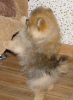 Additional photos: Pomeranian Spitz puppies, mini boo.