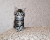 Photo №1. maine coon - for sale in the city of Gomel | 200$ | Announcement № 10784