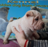 Photo №2 to announcement № 18105 for the sale of shar pei - buy in Russian Federation from nursery