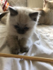 Photo №4. I will sell ragdoll in the city of Berlin. private announcement, breeder - price - 402$