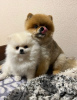 Additional photos: Pomeranian Mini Puppy