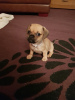 Photo №4. I will sell pug in the city of Berlin. private announcement - price - 449$