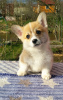 Photo №1. welsh corgi - for sale in the city of St. Petersburg | negotiated | Announcement № 19967