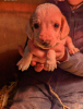 Photo №1. beagle - for sale in the city of Munich | 370$ | Announcement № 107536