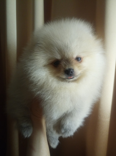 Photo №1. pomeranian - for sale in the city of Nizhny Novgorod | Negotiated | Announcement № 4048