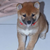 Photo №2 to announcement № 84229 for the sale of shiba inu - buy in Finland private announcement