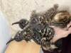 Additional photos: Gorgeous Bengal kittens