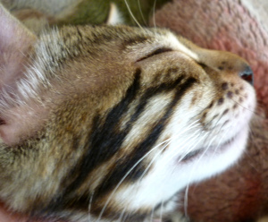 Photo №2 to announcement № 2279 for the sale of bengal cat - buy in Russian Federation from nursery