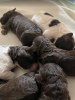 Additional photos: Lagotto Romagnolo puppies