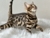 Additional photos: Gorgeous Bengal boy