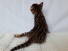 Photo №2 to announcement № 8738 for the sale of bengal cat - buy in Russian Federation from nursery, breeder