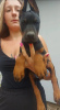 Photo №4. I will sell dobermann in the city of Ruma.  - price - 528$