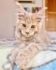 Photo №2 to announcement № 105628 for the sale of maine coon - buy in Germany breeder