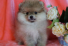 Photo №1. pomeranian - for sale in the city of Москва | 456$ | Announcement № 35328