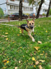 Photo №3. Ram is looking for a family!!!. Russian Federation