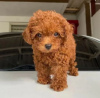 Photo №1. poodle (royal) - for sale in the city of Trenčín | negotiated | Announcement № 45233