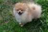 Photo №1. pomeranian - for sale in the city of Москва | 391$ | Announcement № 49461