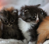 Photo №4. I will sell maine coon in the city of Kassel. private announcement, from nursery - price - 350$