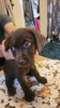 Photo №2 to announcement № 88217 for the sale of labrador retriever - buy in Germany private announcement