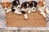 Photo №1. welsh corgi - for sale in the city of London | 317$ | Announcement № 94779