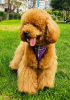 Photo №1. poodle (dwarf) - for sale in the city of Dnipro | Is free | Announcement № 19332