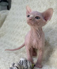 Photo №1. sphynx cat - for sale in the city of Бертранж | Is free | Announcement № 45555