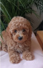 Additional photos: Mini female poodle