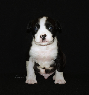 Additional photos: Amstaff's lovely puppies