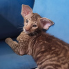 Photo №1. oriental shorthair - for sale in the city of Khabarovsk | negotiated | Announcement № 63254
