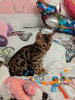 Photo №2 to announcement № 41481 for the sale of bengal cat - buy in Germany private announcement