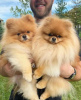 Photo №1. pomeranian - for sale in the city of Varna | negotiated | Announcement № 83781
