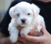 Photo №2 to announcement № 97609 for the sale of maltese dog - buy in United States private announcement, from nursery, breeder