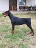 Photo №2 to announcement № 114628 for the sale of dobermann - buy in Serbia 