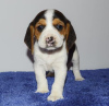 Photo №1. beagle - for sale in the city of Никосия | negotiated | Announcement № 79586