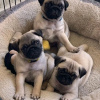 Photo №1. pug - for sale in the city of Bátonyterenye | 475$ | Announcement № 123031