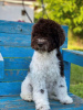 Photo №3. Lagotto Romagnolo puppies. Serbia