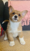 Photo №2 to announcement № 107203 for the sale of welsh corgi - buy in United States 