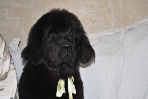 Photo №3. Kennel & quot; Black Balu & quot; offers for the soul and exhibitions. Russian Federation